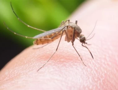 Iός Δυτικού Νείλου: Διπλάσια τα κρούσματα σε μία εβδομάδα